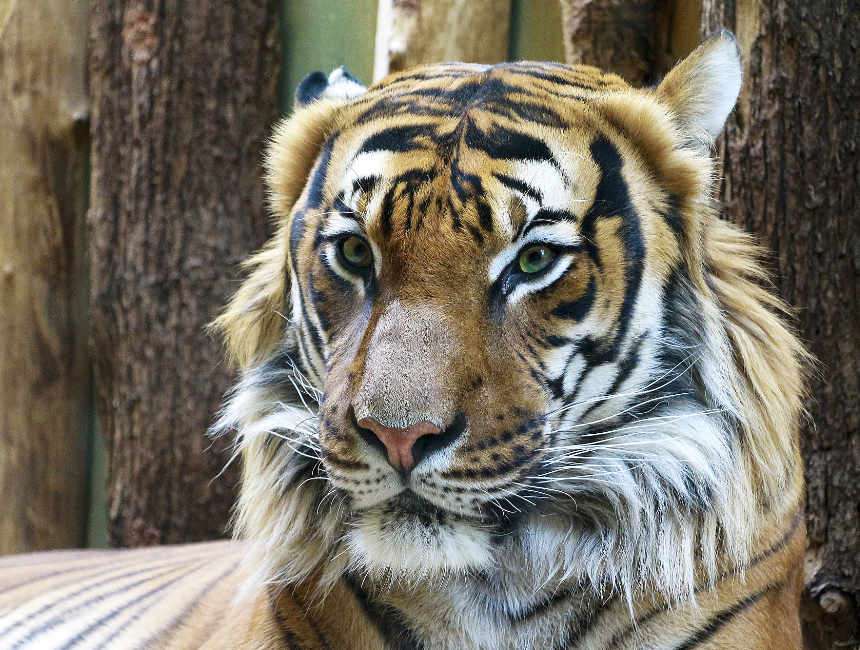 excursions in prague zoo