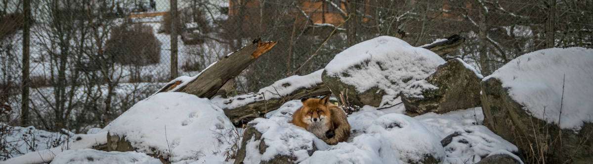 skansen stockholm